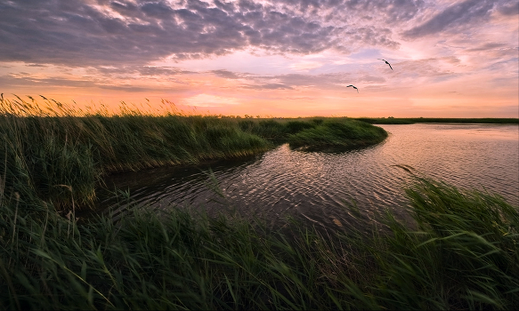 Rustling reeds-III