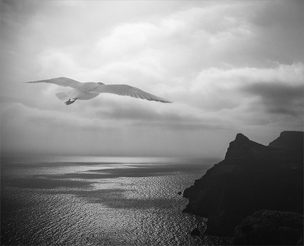 Phantom Balaklava seagulls ...
