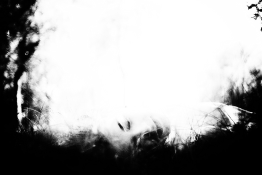 realm of dreams Forest Fairies