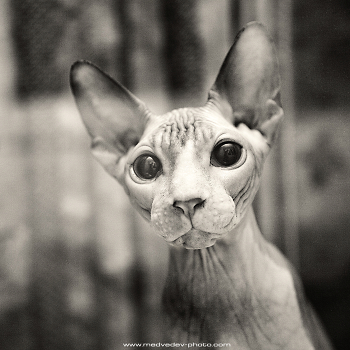 pet portrait