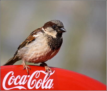 Where to dine sparrow?