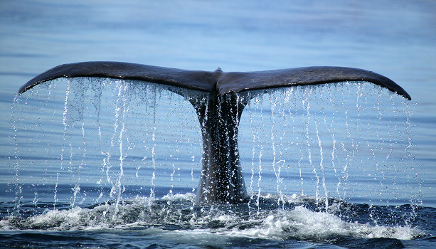 Sperm whale