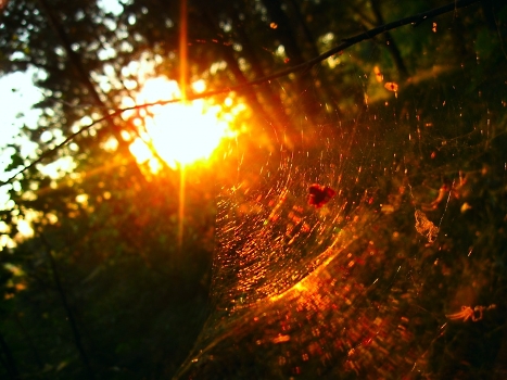 gossamer