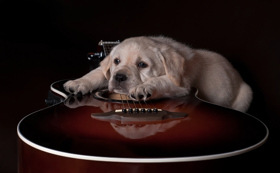 Beginner musician