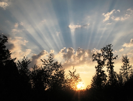 Sunset in the forest