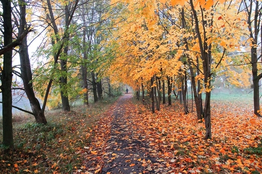 Avenues of autumn ...