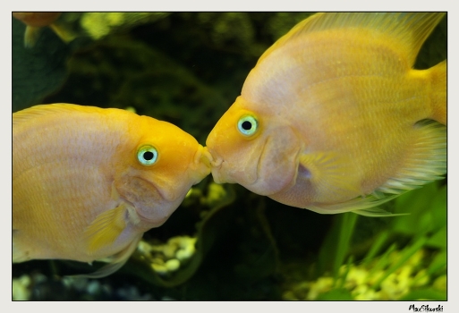 From the life of fish