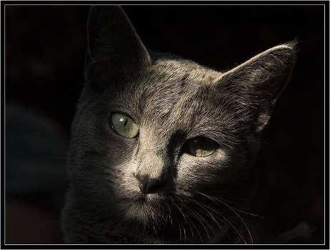 Out of the shadows