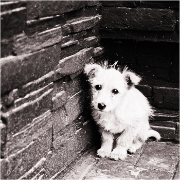 Little fluffy ball of loneliness