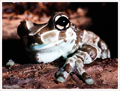 Frog № 7