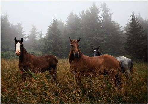 Meeting in the mist ..
