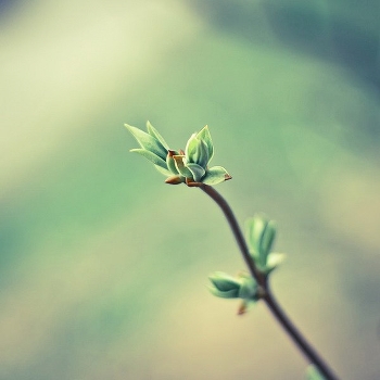 memory of spring