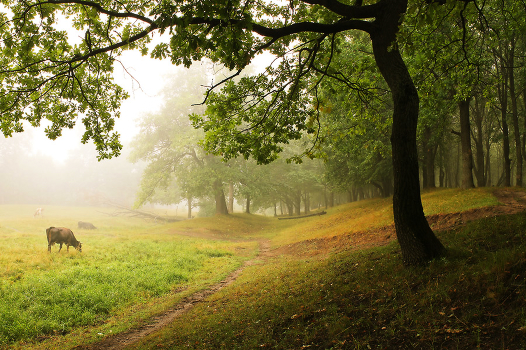 Summer morning in the woods