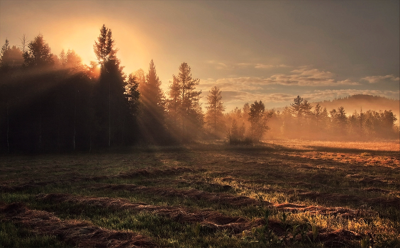 Harmony of Nature