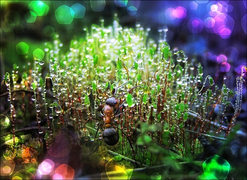 Under the canopy of the forest drunk ... # 2