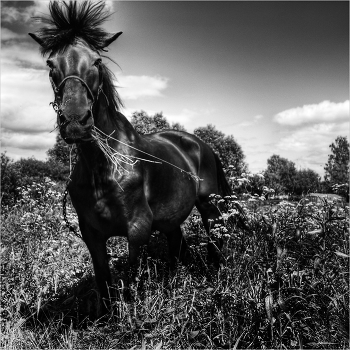 Horse, showing its attitude