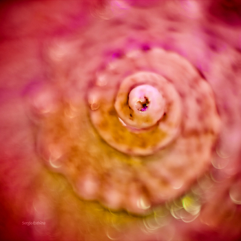 Fibonacci spiral
