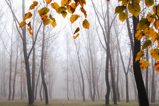 Autumn again ...