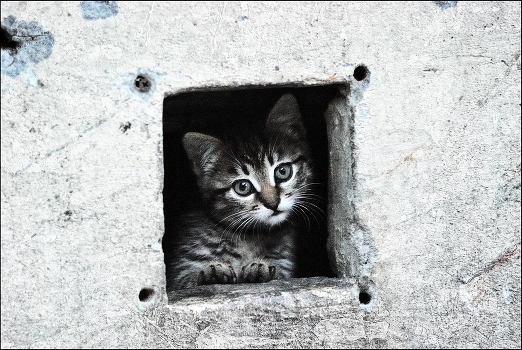 Cat's House