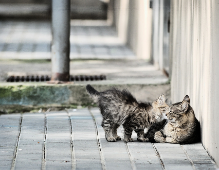 Tenderness