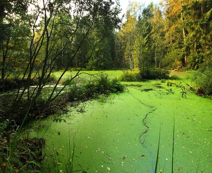 Forest Lake 2