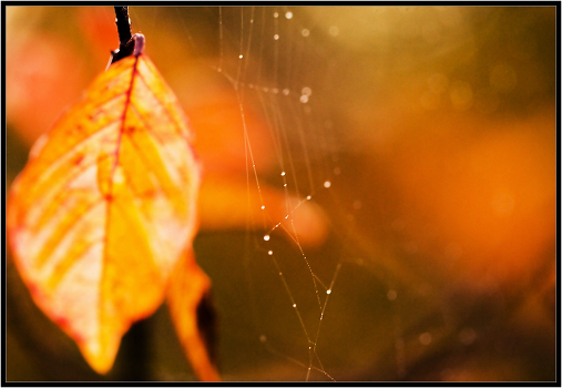 What is the fall color 2