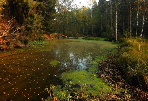swamp