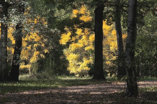 Autumn