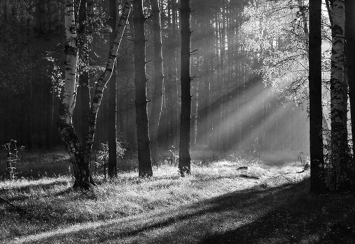 Morning