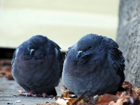 Pigeons