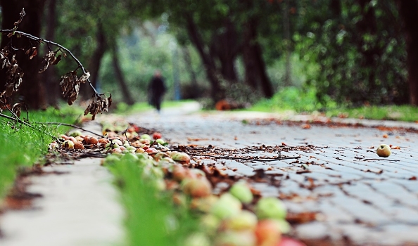 Apple orchard