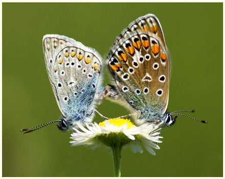 Bow for Daisies