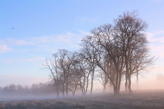 of trees