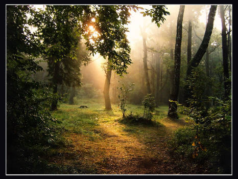 Morning in the same forest ...
