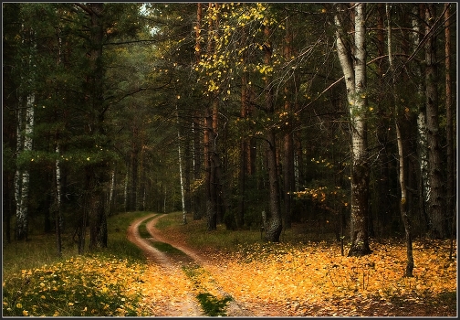 Dropped autumn leaf ...