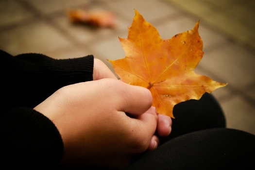 Maple Leaf