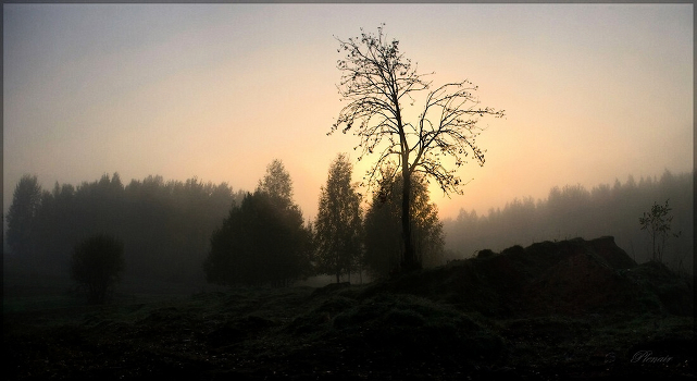 How I would like, mountain ash, oak to move ...