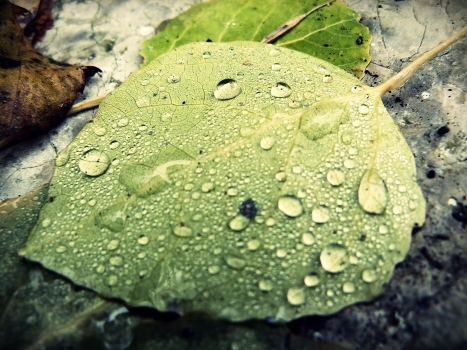 deadness of the leaf ..