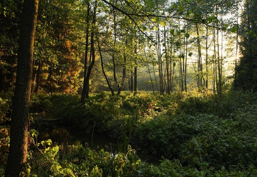 Forest Stream 2