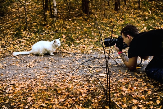 Kicks, kitty, kitty, tell me - "Chi-i-and-out" or "You take off, take off my photographer № 2"