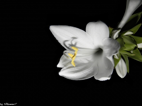 Moonflower ...