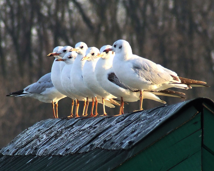 Spectators
