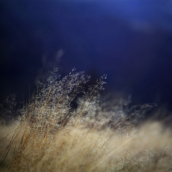 portrait of grass