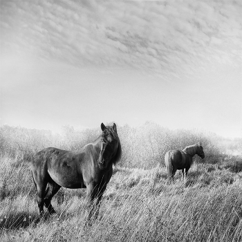 "Where is the horse, there are no evil forces"