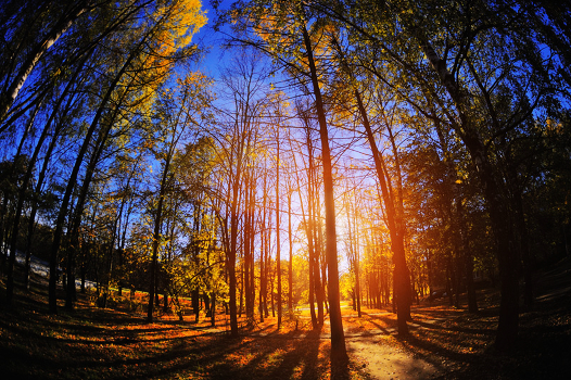 AUTUMN