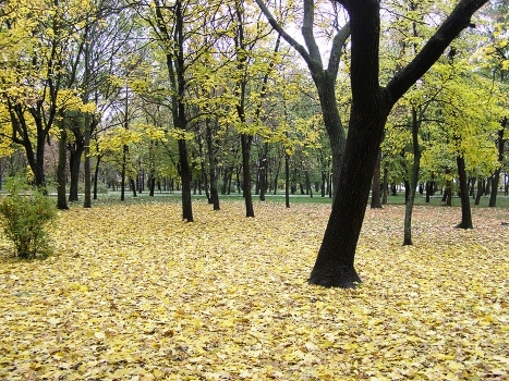 Beauty-October