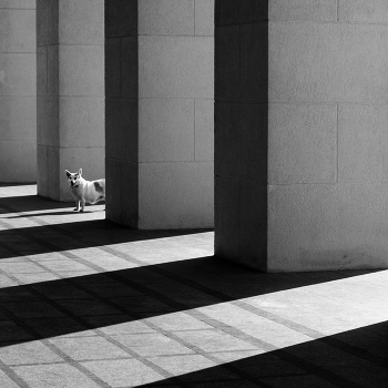 woof