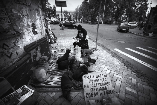| Dog shelter |