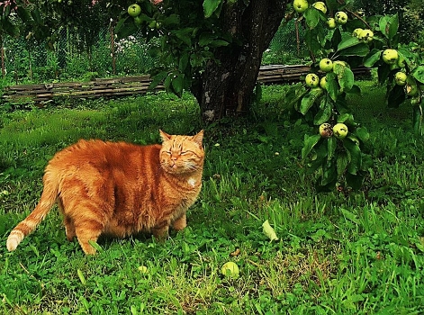 Apple delight