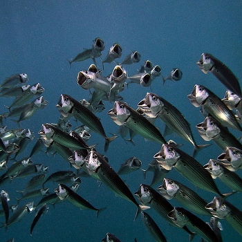 Chorus